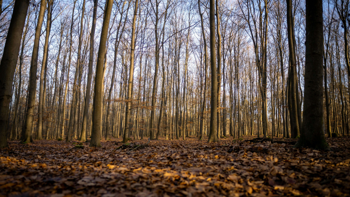 Las w kampinoskim parku narodowym