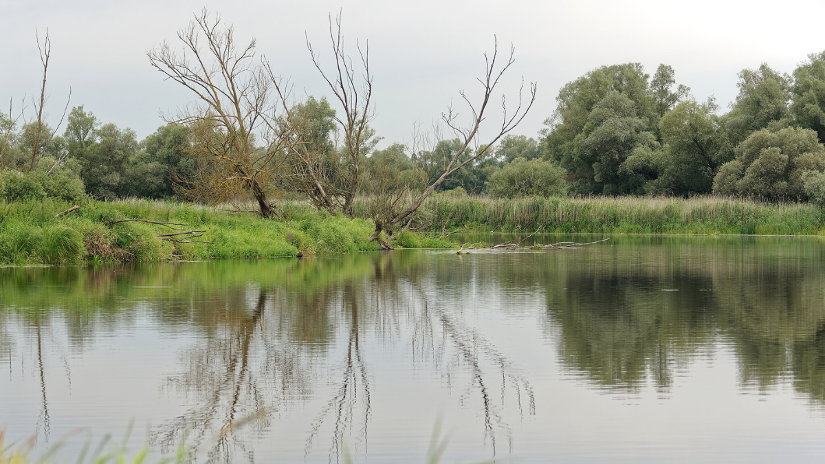 Ujście Warty Park Narodowy