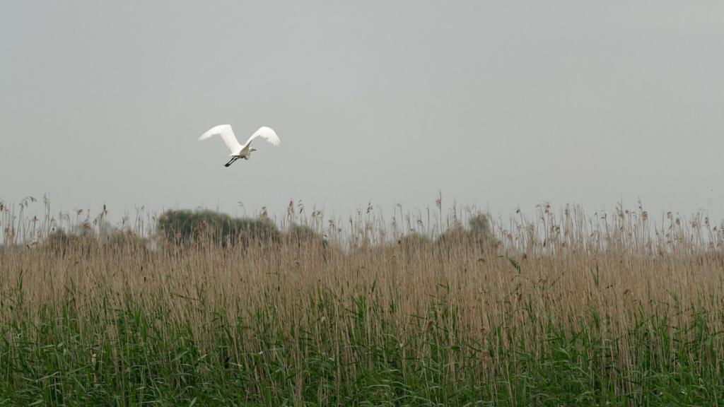 Lecący ptak w Parku Narodowym Ujście Warty