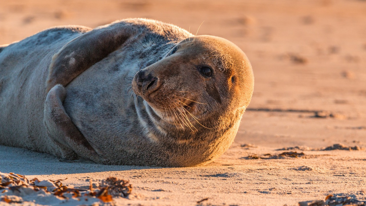 Foka leżąca na plaży na Wyspie Sobieszewskiej