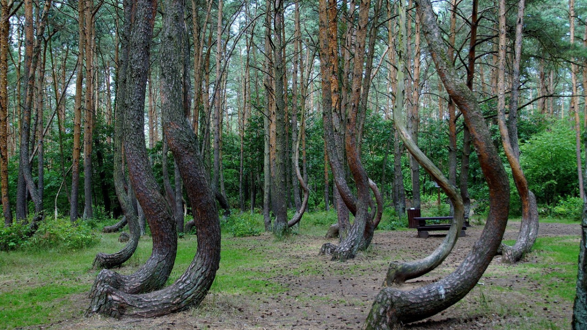 Krzywy Las w Gryfinie