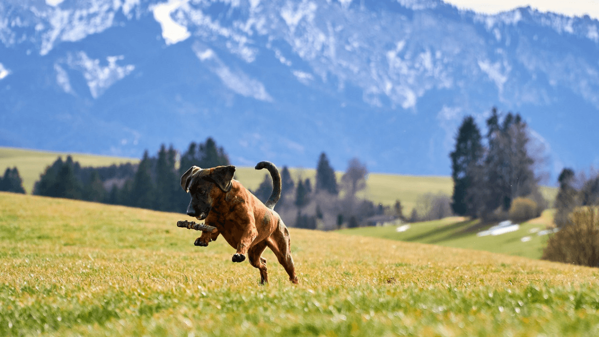 Wakacje z psem w górach, pies bawiący się na polanie