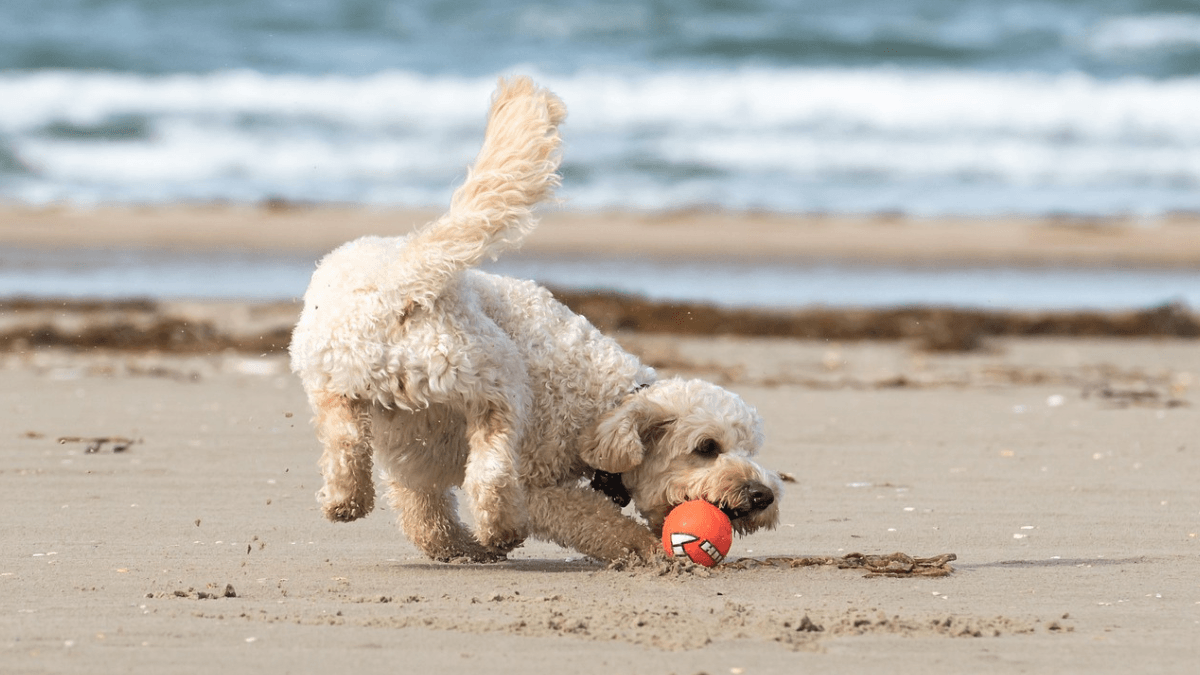 Pies bawiący się piłką nad morzem